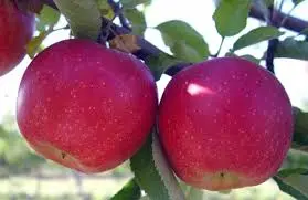 Яблоко Rosy Glow (Эксклюзив)
