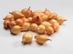 Kiçijik soganlar - Lomaý täzelik