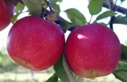 Яблоко Rosy Glow (Эксклюзив)