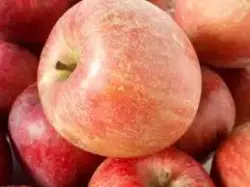 Fuji Apples (Extra Grade)